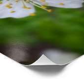 Poster minuscule fleurs blanches (Coin)