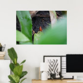 Poster Minuscule Grenouille Rouge Dangereuse (Bureau à domicile)
