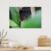 Poster Minuscule Grenouille Rouge Dangereuse (Cuisine)