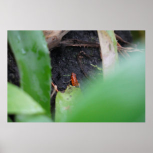 Poster Minuscule Grenouille Rouge Dangereuse