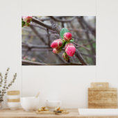 Poster minuscules bourgeons rouges (Cuisine)