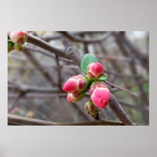 Poster minuscules bourgeons rouges