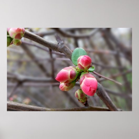 Poster minuscules bourgeons rouges (Devant)