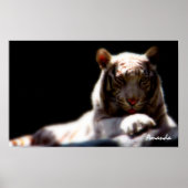 Poster Mirage White Tiger Art (Devant)