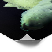 Poster Miroir à fleurs Rosebud blanc Abstrait (Coin)