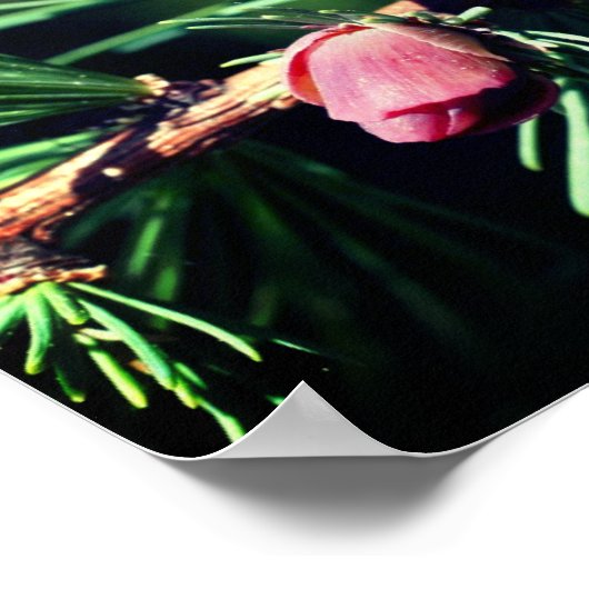 Poster Miroir de cônes de pin miniature Abstrait (Coin)