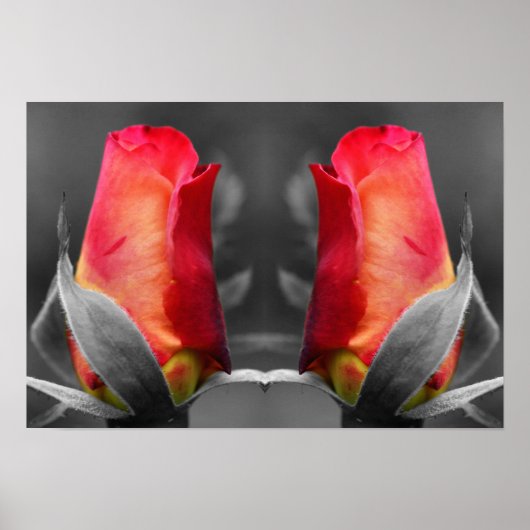 Poster Miroir de couleur partielle Red Rosebud Abstrait (Devant)