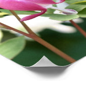 Poster Miroir de fleurs cardiaques à hémorragie rose Abst (Coin)