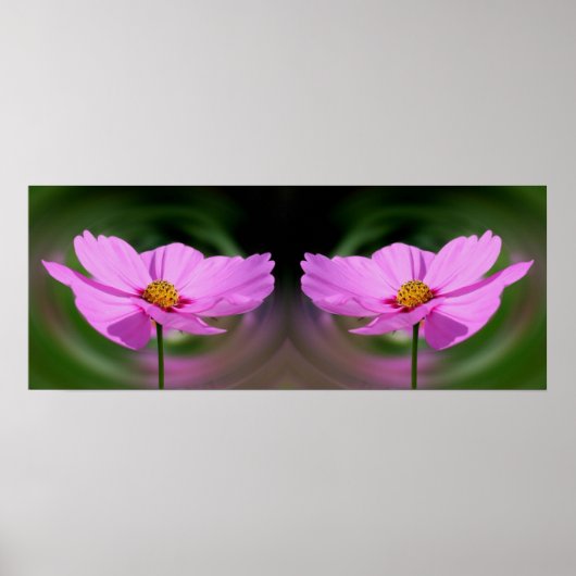 Poster Miroir de fleurs Cosmos rose unique Abstrait (Devant)