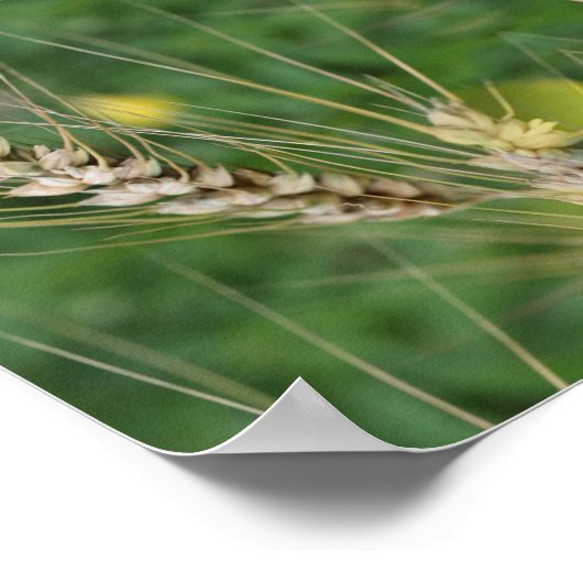 Poster Miroir d'herbe séché été Abstrait (Coin)