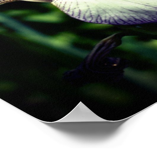 Poster Miroir Fleur Iris Blanc Violet Porté Abstrait (Coin)