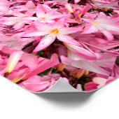 Poster Miroirs d'Amaryllis.... (Coin)