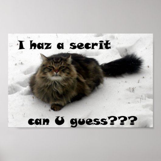 Poster Mischievous Maine Coon dans la neige (Devant)
