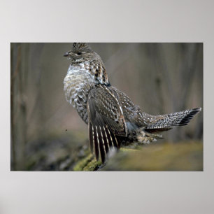 Poster Mise en tambour de grouse de Ruffed