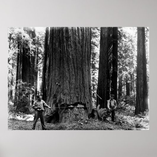 Poster MISERY WHIPPING a SEQUOIA c. 1900 (Devant)