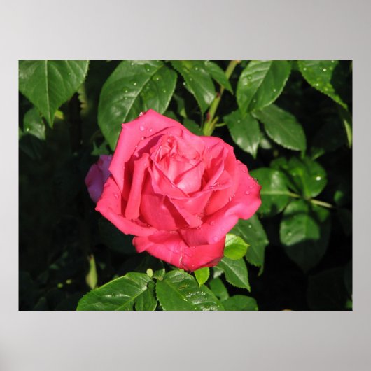Poster Miss All-American Beauty Hybrid Tea Rose 097 (Devant)