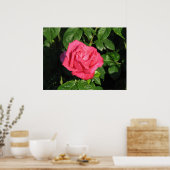 Poster Miss All-American Beauty Hybrid Tea Rose 097 (Cuisine)