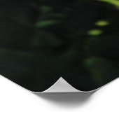 Poster Miss All-American Beauty Hybrid Tea Rose 097 (Coin)