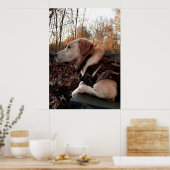 Poster Missile de canard sur la plaque de lancement (Cuisine)