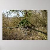 Poster Mistletoe (Devant)