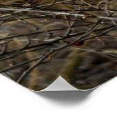 Poster Mistletoe (Coin)