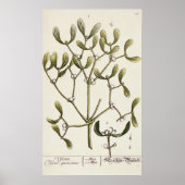 Poster Mistletoe de 'A Curious Herbal', 1782 (Devant)
