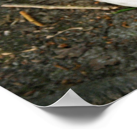 Poster Misty in Woods (Coin)