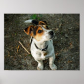 Poster Misty in Woods (Devant)