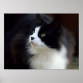 Poster Mlle Fluffy (Devant)