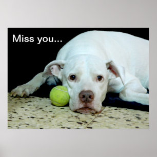 Poster Mlle vous le chiot triste avec balle de jouet - ch