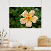 Poster Mme Oakley Fisher Rose (Cuisine)