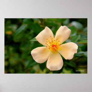 Poster Mme Oakley Fisher Rose