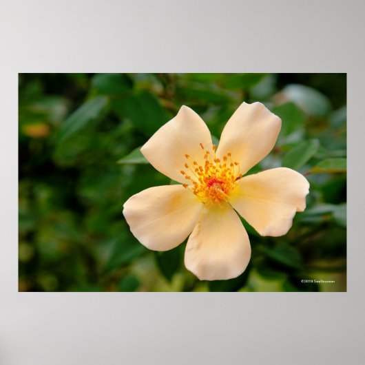 Poster Mme Oakley Fisher Rose (Devant)