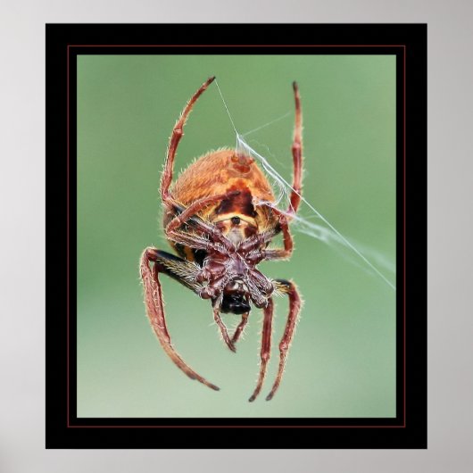 Poster Mme Weaver (Devant)