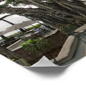 Poster Moana Surfrider Banyan Court - Waikiki Beach (Coin)