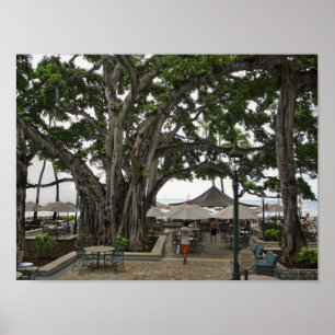 Poster Moana Surfrider Banyan Court - Waikiki Beach