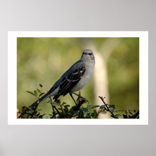Poster mocking bird (Devant)