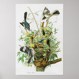 Poster Mocking Bird John James Audubon Birds of America