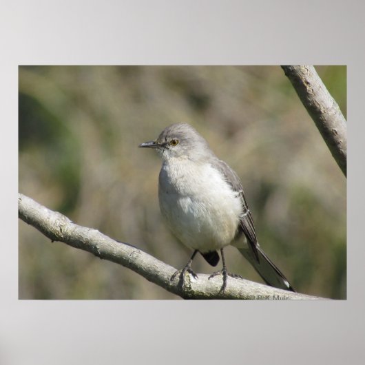 Poster - Mockingvogel (Voorkant)