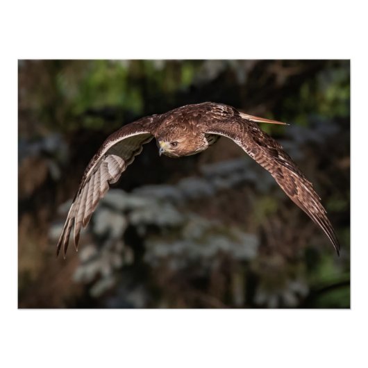 Poster Mode Attaque Buse à queue rousse (Devant)