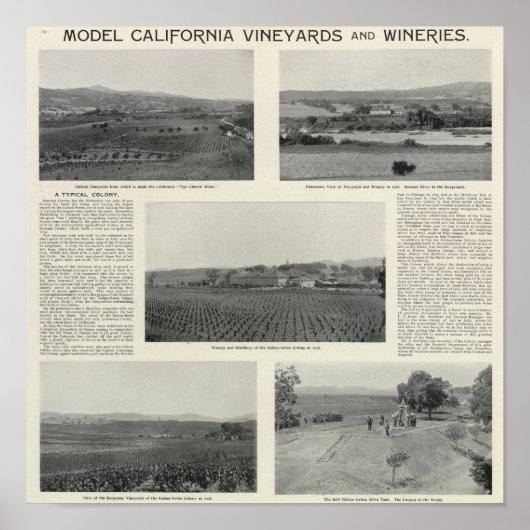 Poster Model Vineyards, Californie (Devant)
