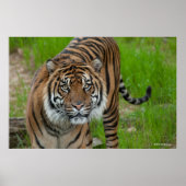 Poster modèle (Devant)