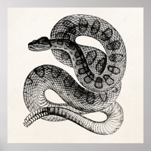 Poster Modèle de serpent de dressage vintage