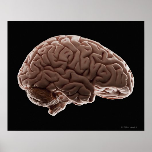Poster Modèle du cerveau humain, plan de studio (Devant)