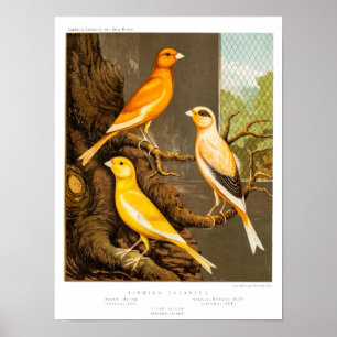 Poster Modèle jaune canari les Canaries d'oiseau de