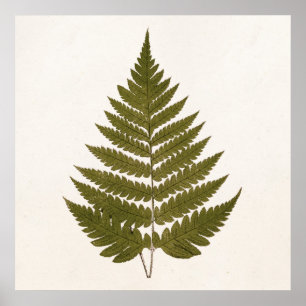 Poster Modèle vintage de feuille de fougère de vert olive