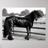 Poster Modélisation des chevaux (Devant)