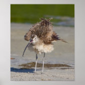 Poster moelleux (Devant)