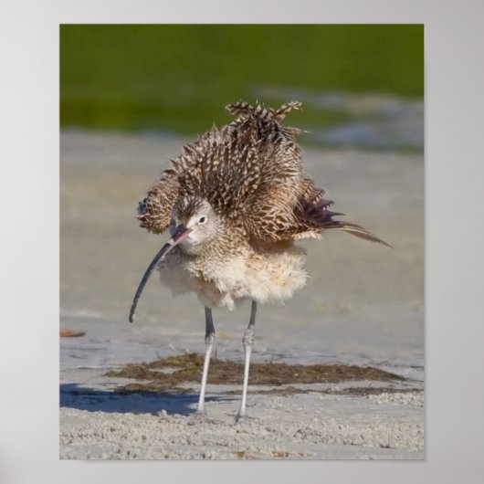 Poster moelleux (Devant)