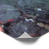 Poster Mohawk Moray (Coin)